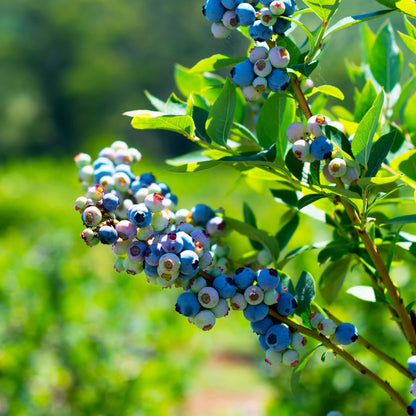 Perfect Plants Duke Blueberry 1 Gallon | Live Fruit Bush for Gardening | Edible Berries