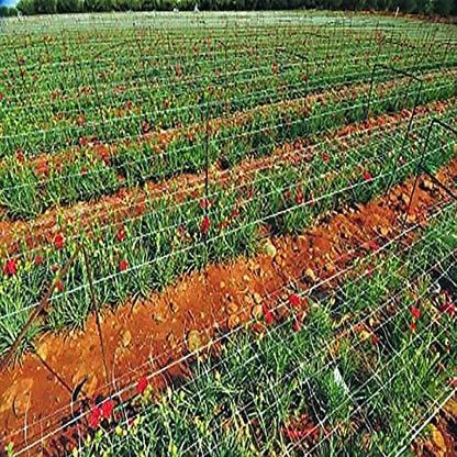 mychoiii Professional Garden Trellis Netting Bulk Roll 6.5ft x 3280ft - Heavy Duty Plant Support Net for Climbing Vegetables, 6" Mesh Scrog Netting for Grow Tent Cucumber Tomato Grape Vine Hydroponic