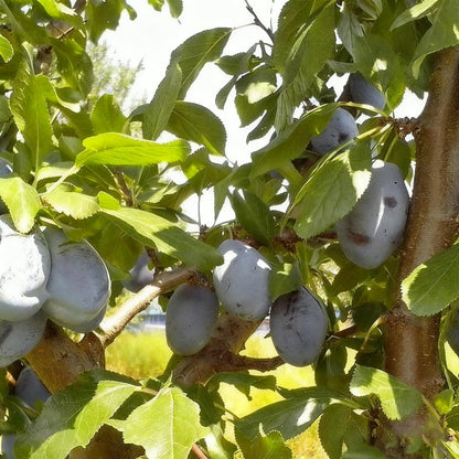10 Prunus Domestica Seeds for Planting, Perennial Plum Fruit Tree Seed, Non-GMO Fruit Tree Seeds for Home Garden, Potted Decoration