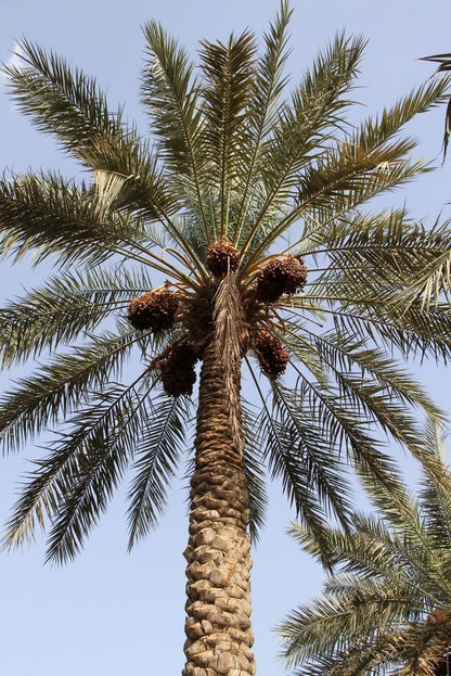 10 Medjool Date Palm SEEDS, Pits, Phoenix dactylifera Large Fruit Mejhool Dates