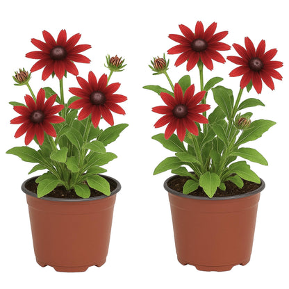 Easy to Grow Rudbeckia Cherry Brandy - 2 Potted Plants in Grower Pots, Flowers Summer to Fall in Full Sun