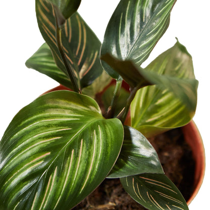 6 Pack Calathea 'Beauty Star' in 4in Pot - Live Plants Tropical Houseplants | Variegated | USA Growers | The Snobby Leaf