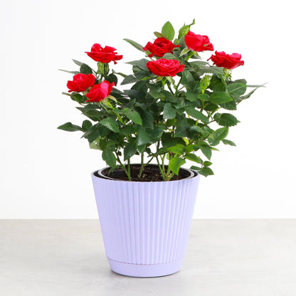 Thorsen's Greenhouse Mini Rose Bush, Spring Blooming Live Plant, Suprise Bloom Color, Gift for Mom, 4" Diameter Plant (Lavender)