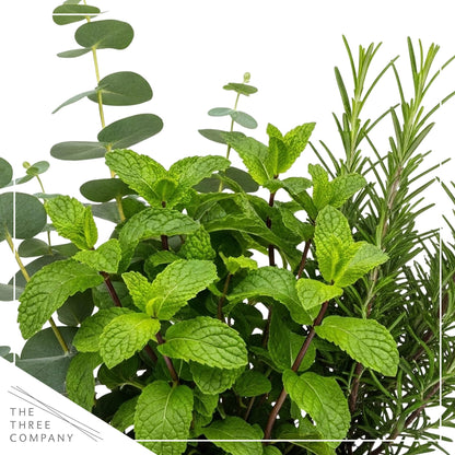 Live Aromatic and Healthy Herb Combo in Deco Cover - Breathe Better, Combo Includes Eucalpytus, Mint, and Rosemary, 12" Tall by 6" Wide in 1.25 Quart Pot