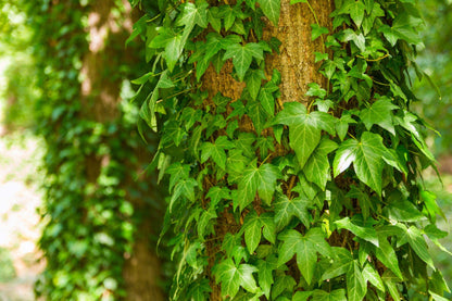 Green English Ivy - 5 Live Plants in 6 Inch Pots - Hedera Helix - Beautiful Easy Care Indoor Air Purifying Houseplant Vine