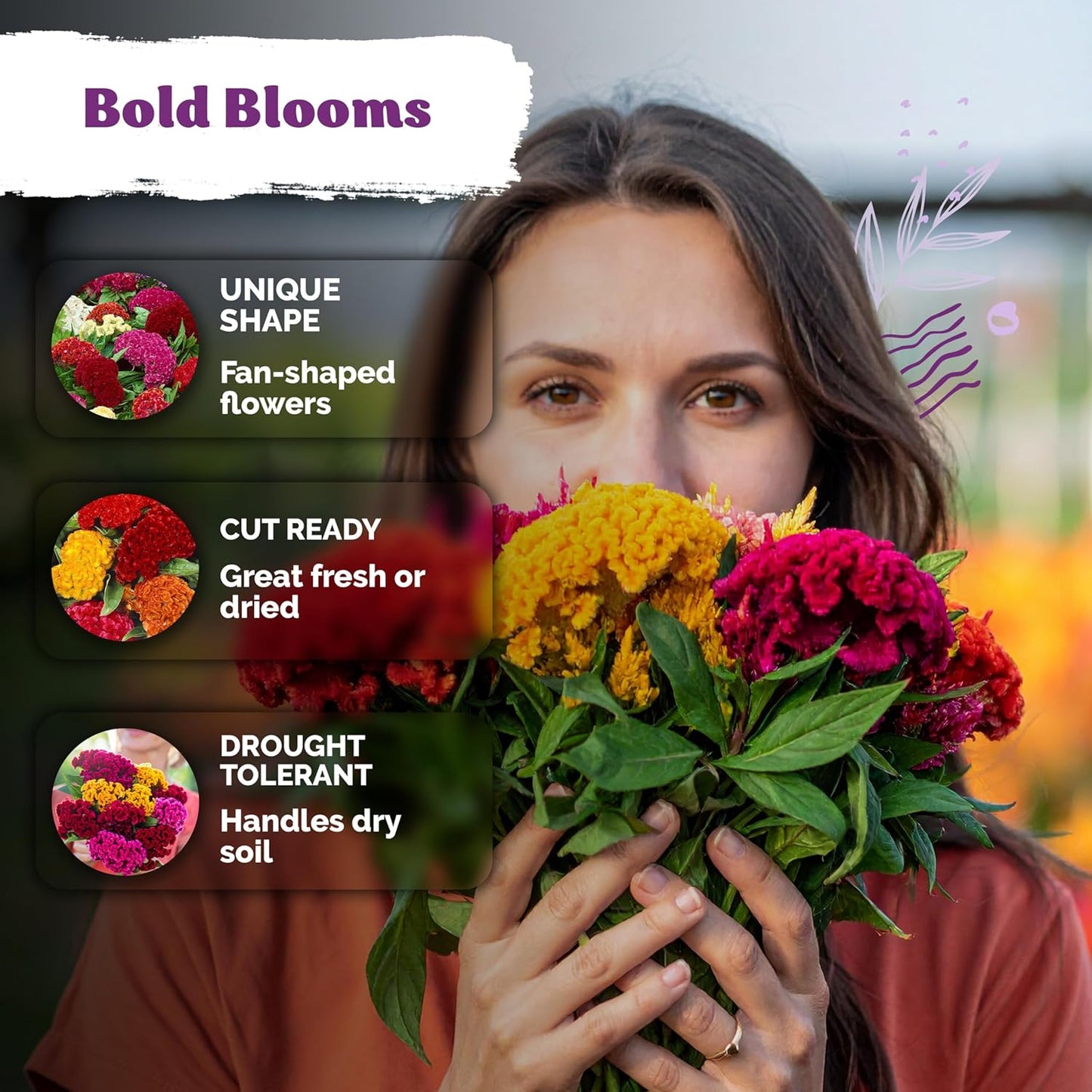 KVITER 500 Dwarf Mix Cockscomb Seeds - Heirloom Celosia Argentea for Vibrant Garden Blooms