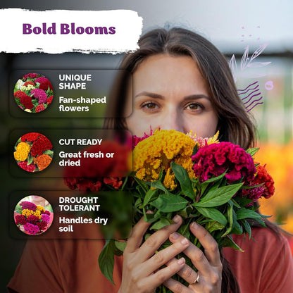 KVITER 500 Dwarf Mix Cockscomb Seeds - Heirloom Celosia Argentea for Vibrant Garden Blooms
