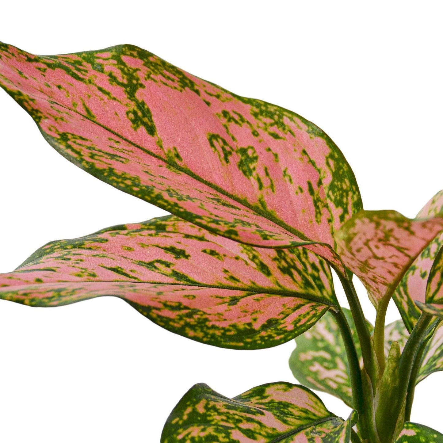 7 Pack Chinese Evergreen 'Lady Valentine' in 4in Pot - Live Plants Tropical Houseplants | Variegated | USA Growers | The Snobby Leaf