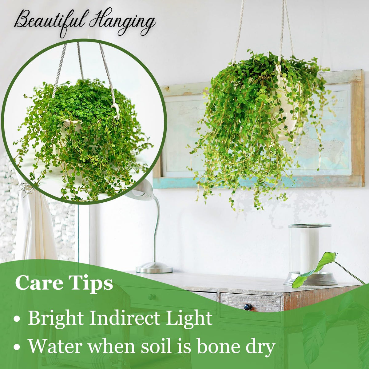 Pilea Depressa Live Plant with Hanging Basket - 4.5Inch Pilea Plant - Trailing Hanging Plants - Baby Tears Fully Rooted House Plants for Home Office Decorations & Birthday Gift(Heat Pack Included)