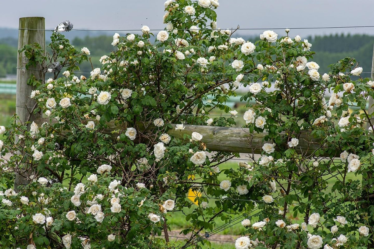 Live Plant - Cloud 10 White Climbing Rose - Live Plant - (1 Qt) - Repeat Blooms