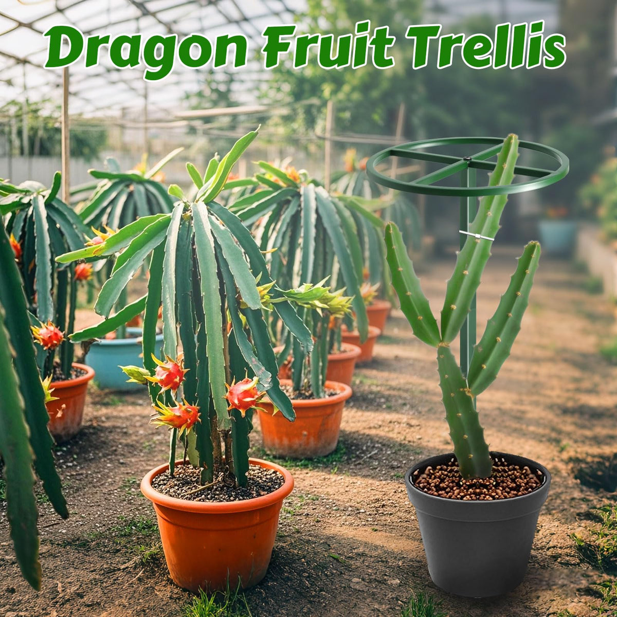 Gavinjitao 62" Round Metal Dragon Fruit Trellis，Adjustable Dragon Fruit Plant Trellis for Vertical Gardening and Climbing Plants Trees Cactus Garden Outdoor Indoor Potted Support Green