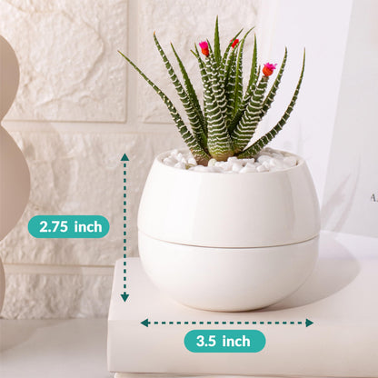 Willowy Small Succulent Pot (1 Pack) - Succulent Pots with Drainage Tray - Ceramic Plant Pots, Cactus/Succulent Planters, Small Flower Pot - No Succulents/Plants Included