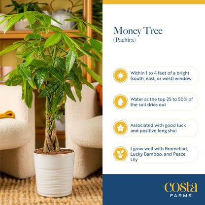 Costa Farms Live Money Tree Plants (2-Pack), Large Indoor Plant 3-4 Feet Tall with Braided Trunk, Easy Care Floor Houseplants in 10-Inch Decor Pots, Pet Friendly Housewarming Gift & Office Decor