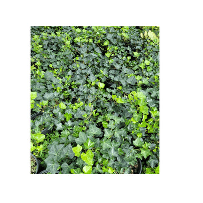 English Ivy Hardy Groundcover/Climbing Vine 50 Plants 2" Pots