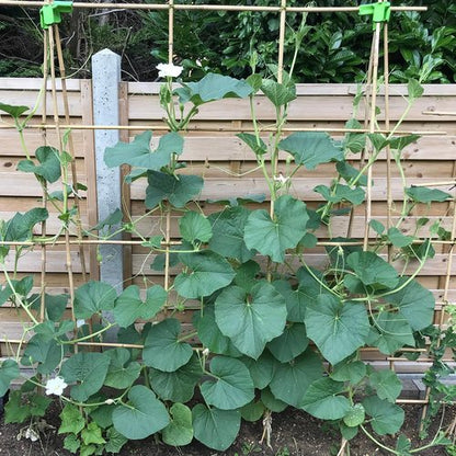 HAINANSTRY 4FT Bamboo Plant Stakes - 25Pcs Sturdy Garden Support for Indoor/Outdoor Climbing Plants