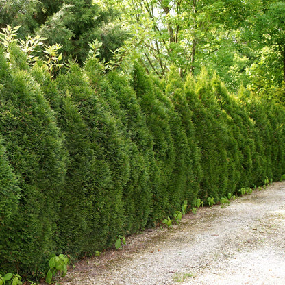 Perfect Plants Thuja Green Giant Live Plant, in 3 Gal. Grower's Pot, Includes Care Guide
