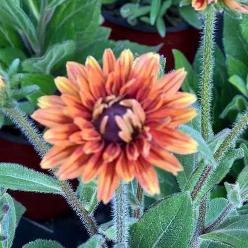 Black Eyed Susan Seeds - Heirloom Rudbeckia for Vibrant Autumn Gardens | 500 Non-GMO Seeds