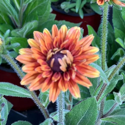 Black Eyed Susan Seeds - Heirloom Rudbeckia for Vibrant Autumn Gardens | 500 Non-GMO Seeds