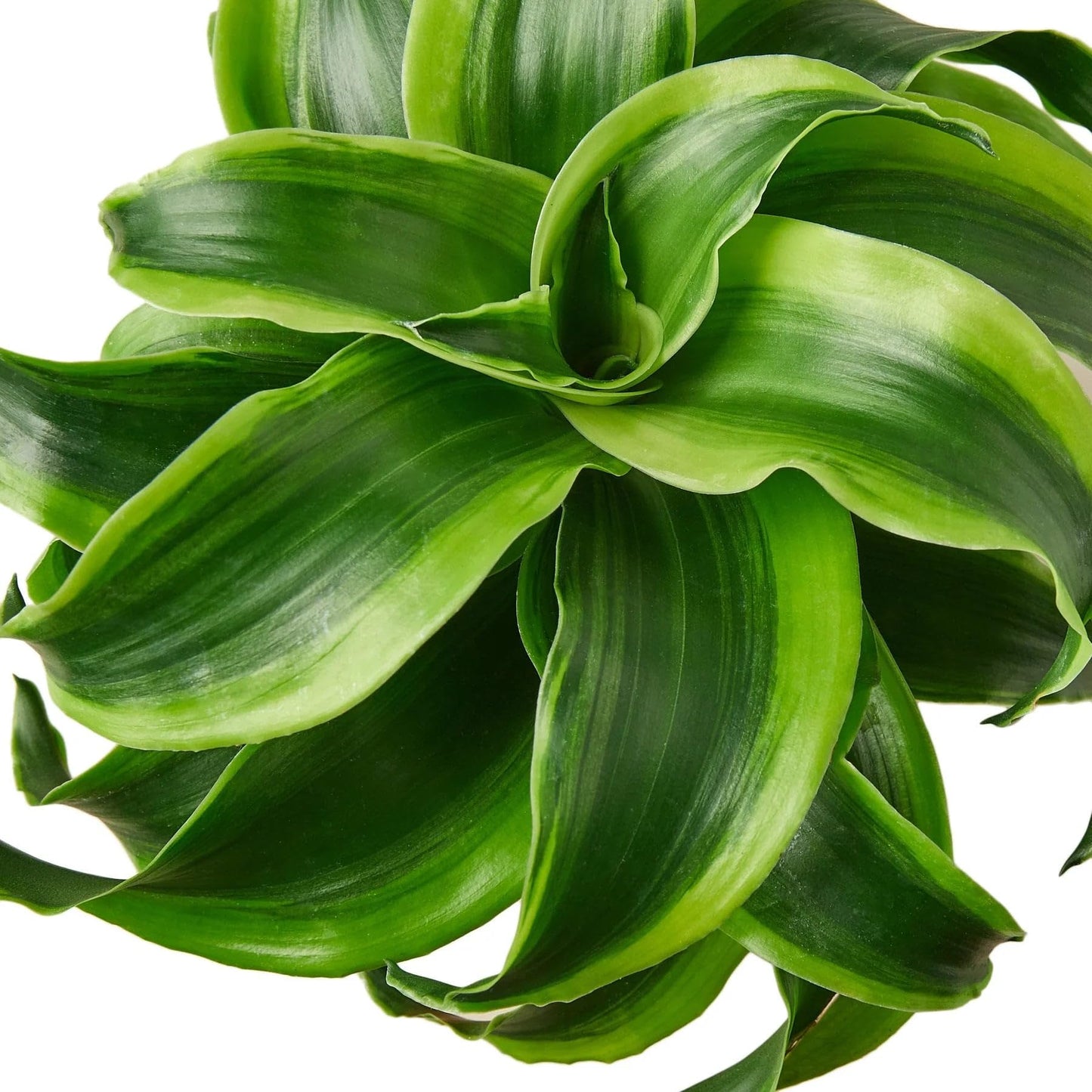 Dracaena 'Tornado' | Live Plant for Indoor & Outdoor | for Living Room, Office, Bathroom | (4" Pot)