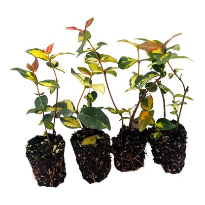 ragnaroc Jasmine Summer 2-6" (Jasminum officinale) 4ct - Live Plant for Indoor Outdoor Use, Garden & Landscaping - Live Arrival Guaranteed