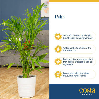 Costa Farms Majesty Palm Live Plant in Decorative Pot, Indoor Houseplant, Perfect for Home, Room, or Office Decor, Great House Warming or Birthday Gift, 3-4 Feet Tall