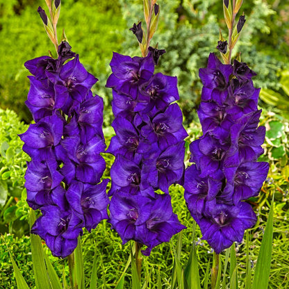 Direct Gardening - Purple Flowering Flora Gladiolus, Dormant Summer Flowering Bulbs, 16 per Offer
