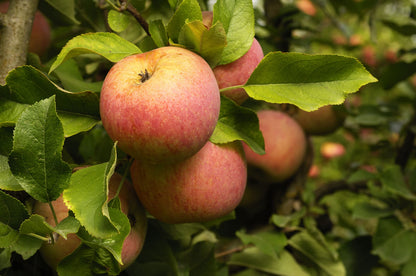 TriStar Plants - Fuji Apple Tree - 1 Gallon Pot - Semi Dwarf, Full Sun, Fruit Bearing, Edible, Cold Hardy, Heat Tolerant, Self Fertile, Red Apple