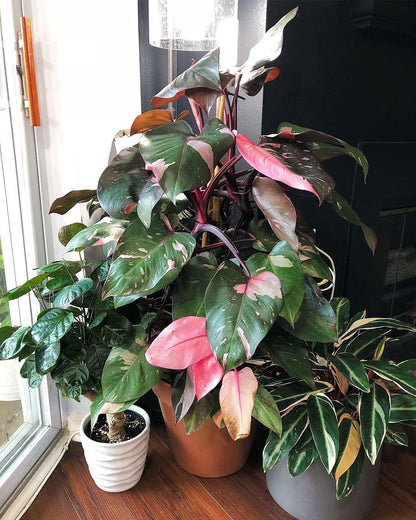 Live Plant - Pink PRINCESSVariegated Philodendron Small Rooted Starter Plant