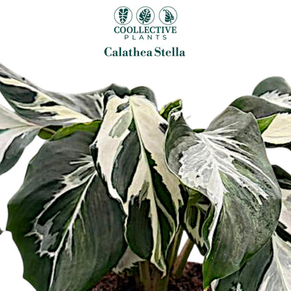 CoollectivePlants Calathea Stella Live Plant in 4" Growers Pot – Easy Care Indoor Tropical Houseplant, Low Maintenance Prayer Plant, Pet Safe Decorative Foliage Plant for Home or Office
