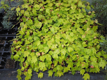Live Plant - Red Maple Tree - Live Plant - 12-16" Tall Seedling - Quart Pot - Acer Rubrum