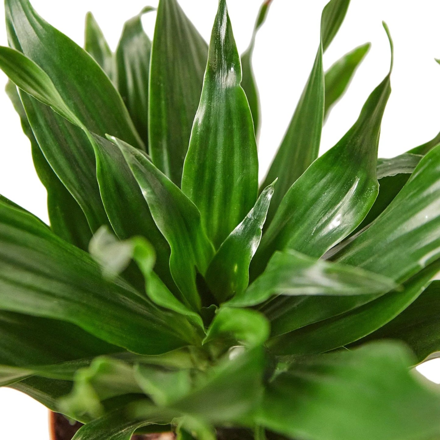 2 Pack Dracaena 'Janet Craig' in 3in Pot - Live Plants Tropical Houseplants | Variegated | USA Growers | The Snobby Leaf