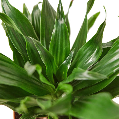 4 Pack Dracaena 'Janet Craig' in 3in Pot - Live Plants Tropical Houseplants | Variegated | USA Growers | The Snobby Leaf