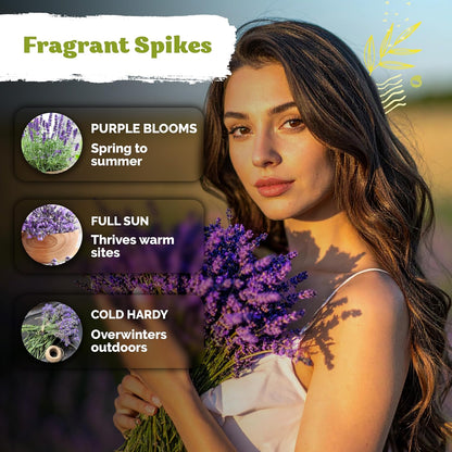 KVITER English Lavender Seeds - Organic Heirloom Perennial for Indoor & Outdoor Planting | Non-GMO Lavandula angustifolia