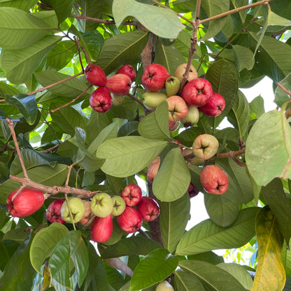 Rose Apple Tree (Syzygium jambos) Tropical Fruit Tree 12"- 24"