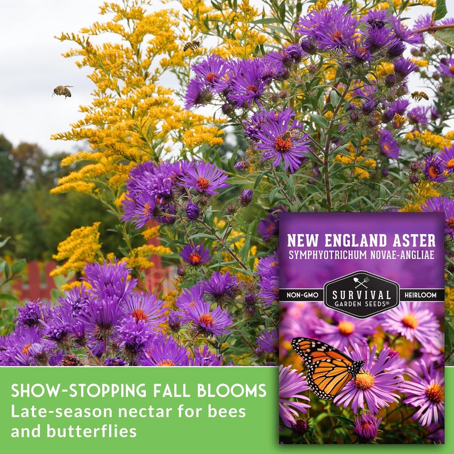 Survival Garden Seeds - New England Aster Seeds | Native Purple Perennial Wildflower | Attract Butterflies | 1 Pack