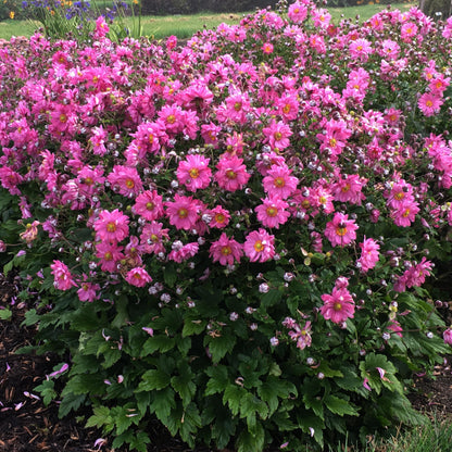 Live Plant Green Promise Farms, Proven Winners Anemone Fall in Love Sweetly Japanese Anemone, Pink Flowers - #1 Gallon Size Container - Plant Will NOT Ship to AZ, CA, HI, ID, MT, NV, OR, PR, UT & WA!