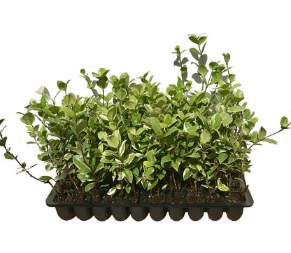 Confederate Jasmine Variegated - 3 Live Plants - Trachelospermum Jasminoides Variegatum - Fragrant Blooming Evergreen Vine