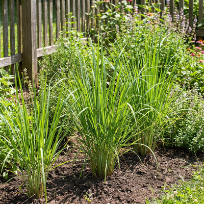 8 Lemongrass Plants Live, Well Rooted Lemongrass Stalks, 4-8 Inches, Fresh Lemon Grass Herbs for Garden Containers Growing