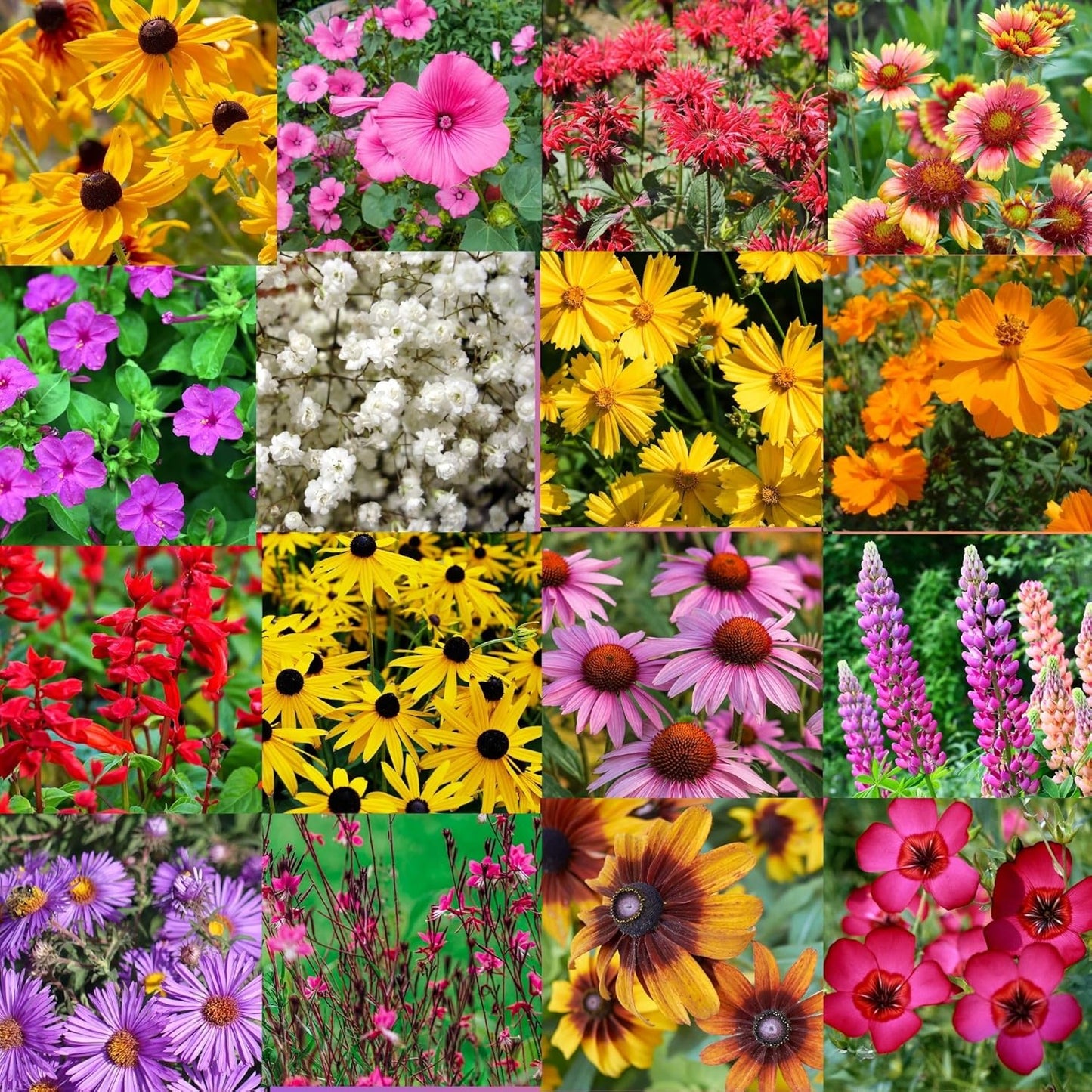 Southeastern US Wildflower Seed Mix - Attract Pollinators with Multi-Color Blooms | Covers 2,000 Sq Ft (1 lb)