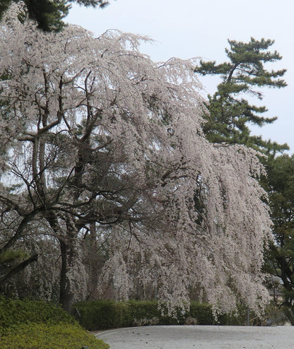 Shidare Yoshino Japanese Weeping Cherry - White Flowering Tree - Live Plant Shipped 1 to 2 Feet Tall by DAS Farms