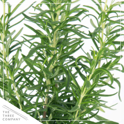 Live Aromatic and Healthy Herb - Rosemary, Improves Breathing, Wrapped in Deco Cover, 14" Tall by 6" Wide in 1.25 Quart Pot