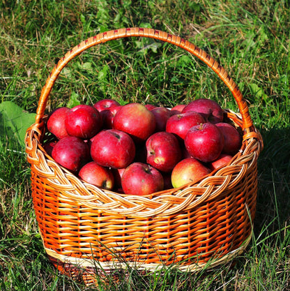 TomorrowSeeds - Red Delicious Apple Tree Seeds - 120+ Count - for 2026 Planting Malus Pumis Common Domestic American Pink Flowering Blossoms Perennial Fruit Trees Perennial Grow Your Own Home Farm