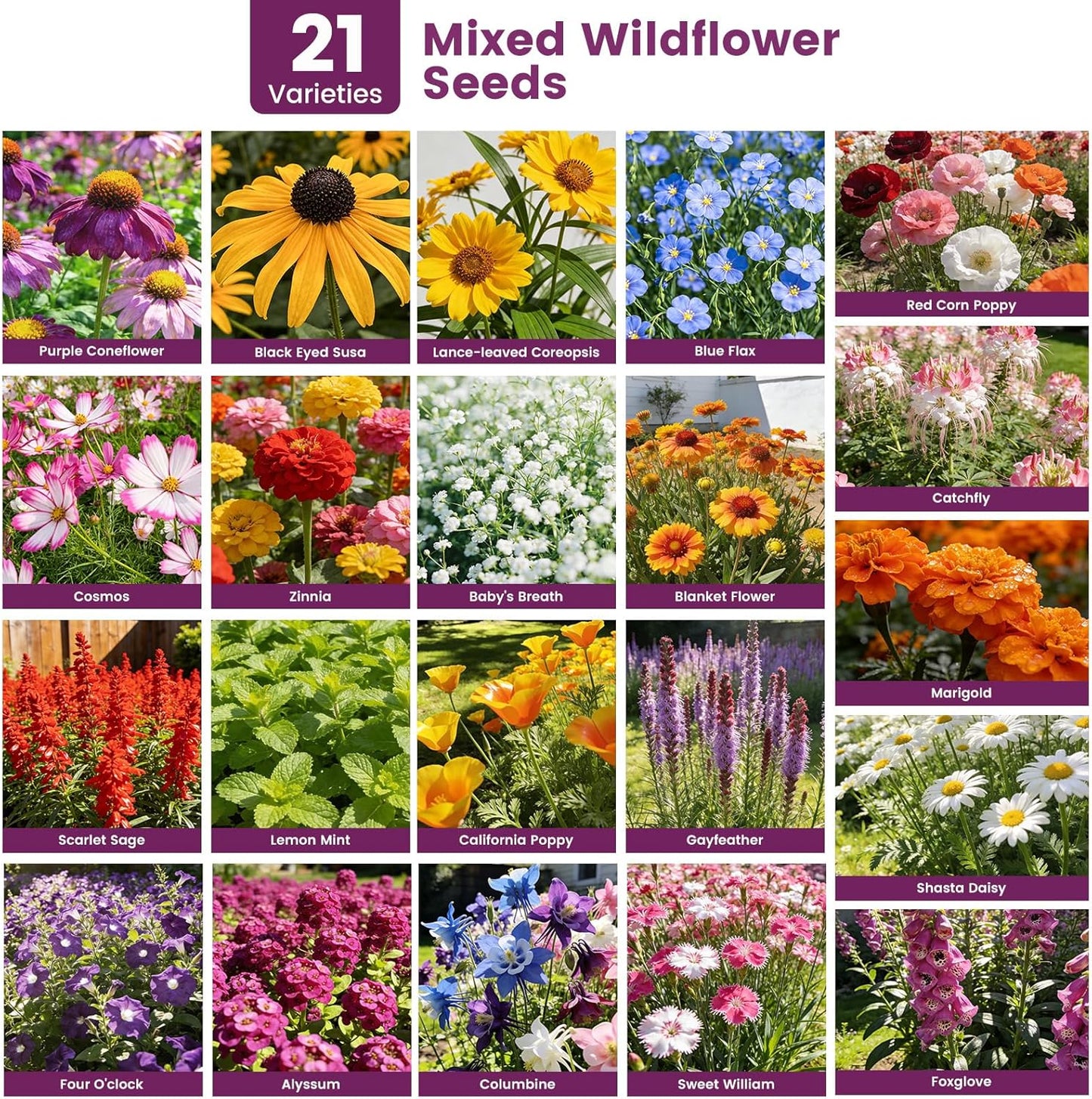Wildflower Seeds | 10,000+ Bulk Butterfly & Hummingbird Mix | 21 Variety Heirloom Flower Seeds