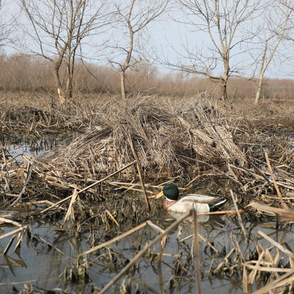 Momarsh Invisi Lay Blind System for Waterfowl Hunting in Optifade Marsh