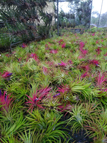 It Blooms Rainforest Grown 6 Pack Assorted Hardy Air Plants - Succulents - Bromeliads - Live Tillandsia - Easy Care House Plants - 30 Day Guarantee