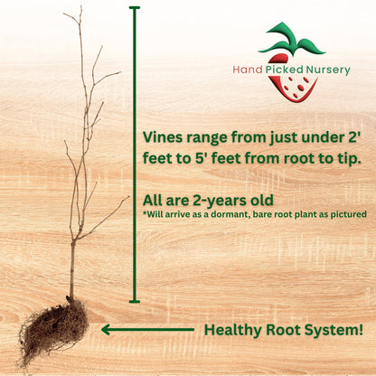 Darlene Muscadine Grape Vine, Live Plant - 2-Year Old, Large Grape Variety - Muscadine Vines from Hand Picked Nursery (1)