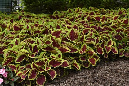 Live Coleus Plant, Shade Loving Outdoor Plants for Spring, Easy to Grow, Real Tender Perennial or Annual, Fast Growing, Great for Garden Containers, Unique Foliage