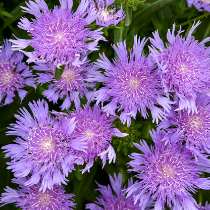 Live Plant Green Promise Farms - Proven Winners Stokesia laevis Totally Stoked Riptide Aster, Purple Flowers #1 Size Pot - Plant Does NOT Ship to AZ, CA, HI, ID, MT, NV, OR, PR, UT & WA!