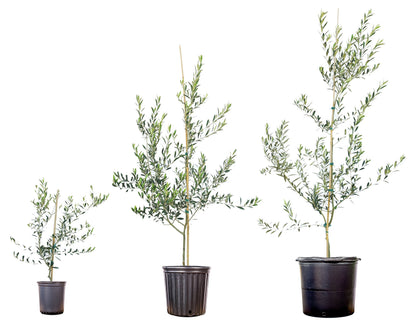 Arbequina Olive Tree - Live Plant, Includes Special Blend Fertilizer & Planting Guide