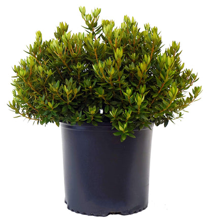 Green Promise Farms Rhododendron X GEM` Evergreen, 3-Size Container, Bluish Purple Flowers